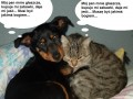 Różnica między kotem i psem