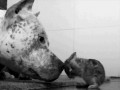 Bunny bath