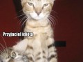 Przyjaciel idiota