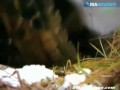 Rosyjski samochod terenowy
