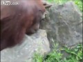 Orangutan uratował ptaszka przed utonięciem