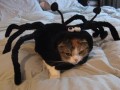Spidercat
