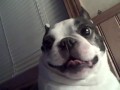 Zabawny boston terrier