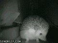 Yawn