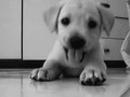 Cute dog