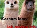 Lamy
