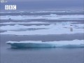 Niedźwiedź polarny poluje na fokę