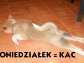 KAC