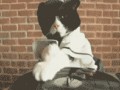 Cat DJ