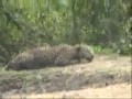 Niesamowity atak jaguara