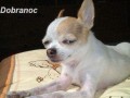Dobranoc