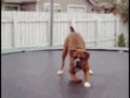 Pies na trampolinie