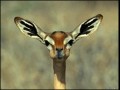 Gazella