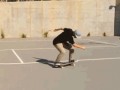 Niezły trick
