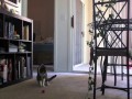 Cautious Cat meets Musical Mouse