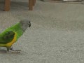 Papuga