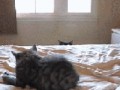 Kotek