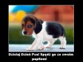 Dzień psa