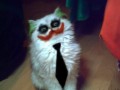 Kot joker