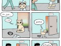 Doctor cat