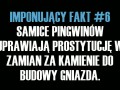 Imponujący fakt 6