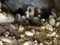Cave dog - home sweet home