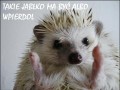 Jeżyk