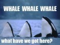 Whale