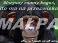 Małpa