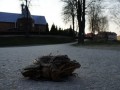 Żabki