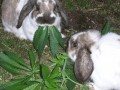 Marihuana