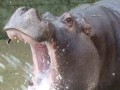 Dangerous hippo - facts
