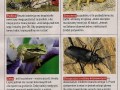 Przysmaki Beara Gryllsa