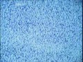 Telewizja aspiracyjna