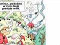 Wilk grasuje w lesie