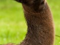Lama