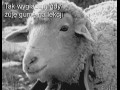 Żucie gumy na lekcji
