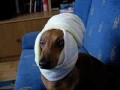 Jamnik z turbanem
