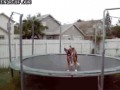 Pies na trampolinie