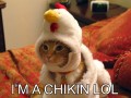 Im a chikin lol