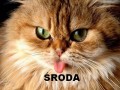 Środa!