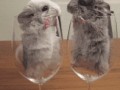 Chomiki