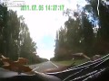 Łoś dwukrotnie uderzony przez samochody
