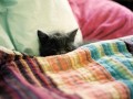 Cute cat