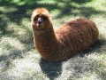 Lama
