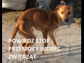 Maltretowanie zwierząt