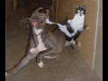 Kot ninja