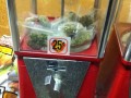 Weed