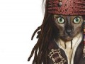 Cat Sparrow