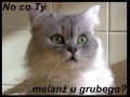 Melanż u grubego